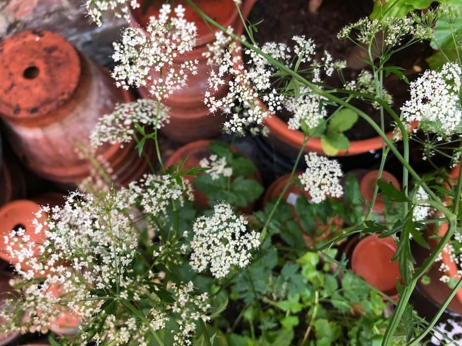 Kings Cross, Self-Contained House & Private Garden Βίλα Λονδίνο Εξωτερικό φωτογραφία